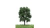 Kastanjeboom, 18-22 cm, geschikt voor H0