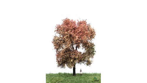 Esdoorn, 18-22 cm, herfst, geschikt voor H0