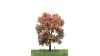 Esdoorn, 18-22 cm, herfst, geschikt voor H0