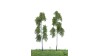 Bos berken, 10 cm, 2 stuks, geschikt voor H0/TT