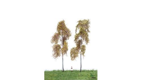 Bos berken, 10 cm, 2 stuks, herfst, geschikt voor H0/TT