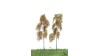 Bos berken, 10 cm, 2 stuks, herfst, geschikt voor H0/TT