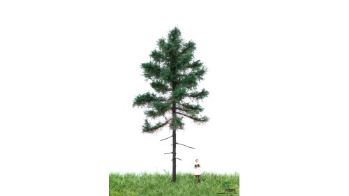 Witte spar, 12-16 cm, geschikt voor H0/TT