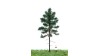 Witte spar, 12-16 cm, geschikt voor H0/TT