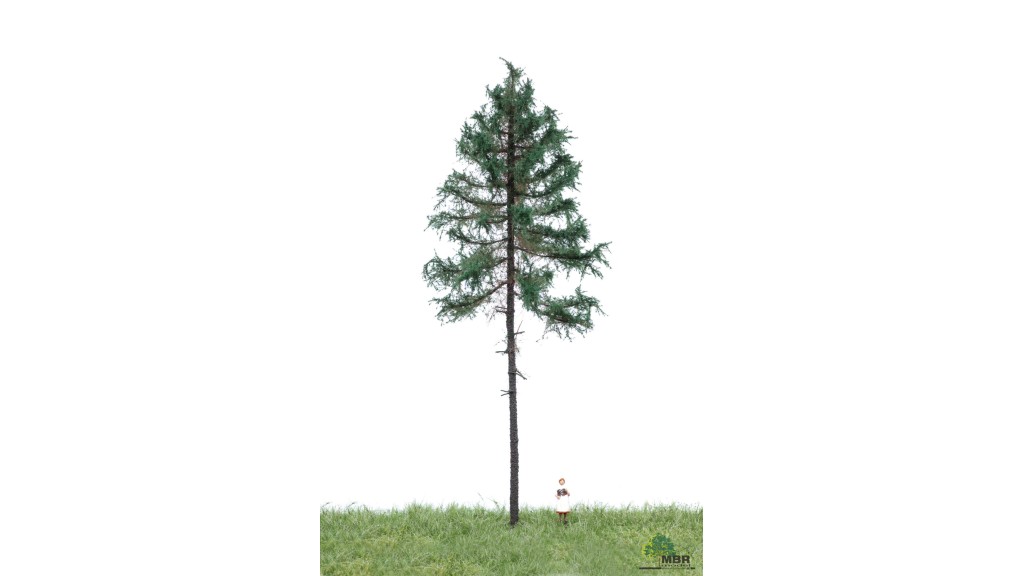 Witte spar, 18-22 cm, geschikt voor H0