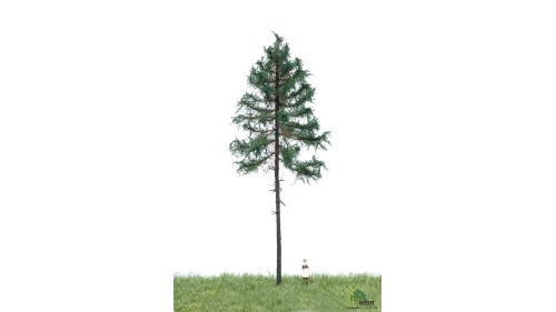 Witte spar, 18-22 cm, geschikt voor H0