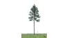 Witte spar, 18-22 cm, geschikt voor H0