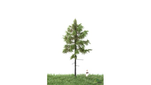 Bos lariks, 12-16 cm, geschikt voor H0/TT
