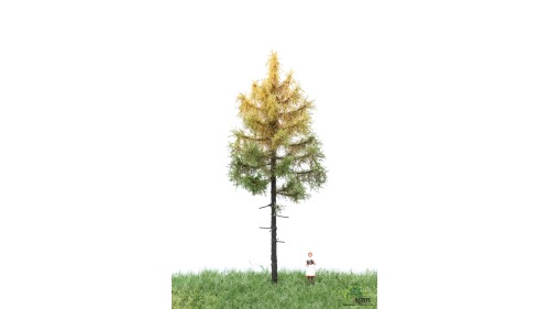 Bos lariks, 12-16 cm, herfst, geschikt voor H0/TT