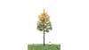 Bos lariks, 12-16 cm, herfst, geschikt voor H0/TT