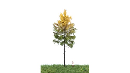 Bos lariks, 18-22 cm, herfst, geschikt voor H0