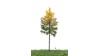 Bos lariks, 18-22 cm, herfst, geschikt voor H0