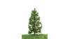 Lariks, 12-16 cm, geschikt voor H0/TT