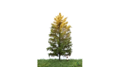 Lariks, 18-22 cm, herfst, geschikt voor H0