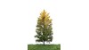 Lariks, 18-22 cm, herfst, geschikt voor H0
