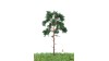 Grove den, 12-16 cm, geschikt voor H0/TT