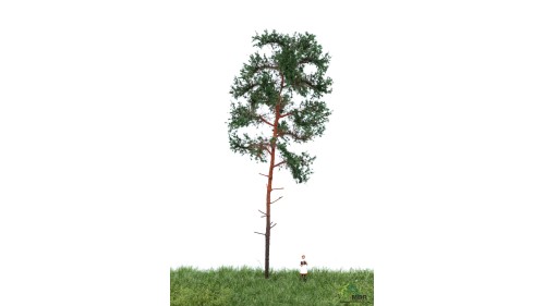 Grove den, 18-22 cm, geschikt voor H0