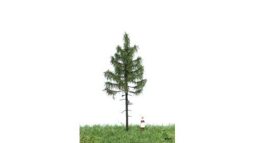 Bos spar, 12-16 cm, geschikt voor H0/TT