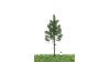 Bos spar, 12-16 cm, geschikt voor H0/TT