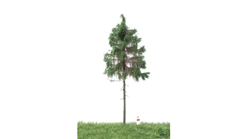 Bos spar, 18-22 cm, geschikt voor H0