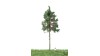 Bos spar, 18-22 cm, geschikt voor H0