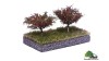 Kersenboom, 7 cm, 2 stuks