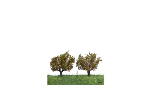 Knotwilg, 10 cm, herfst, 2 stuks