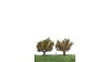 Knotwilg, 10 cm, herfst, 2 stuks