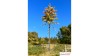 Europese lariks, Vroege herfst, 1/3, 28-30 cm