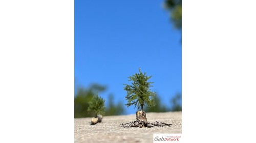 Jonge fijnsparren op dood hout