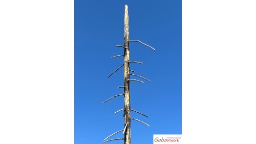 Staande dode fijnsparren, 10-15 cm