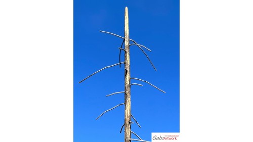 Staande dode lariksen, 10-15 cm