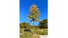 Europese lariks, Vroege herfst, 2/3, 25-27 cm