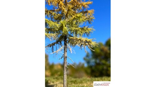 Europese lariks, Vroege herfst, 2/3, 25-27 cm