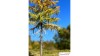 Europese lariks, Vroege herfst, 2/3, 25-27 cm