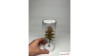 Europese lariks, Vroege herfst, 2/3, 25-27 cm