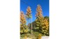 Europese lariks, Vroege herfst, 2/3, 25-27 cm