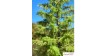 Europese lariks, Lente, 3/3, 10-12 cm