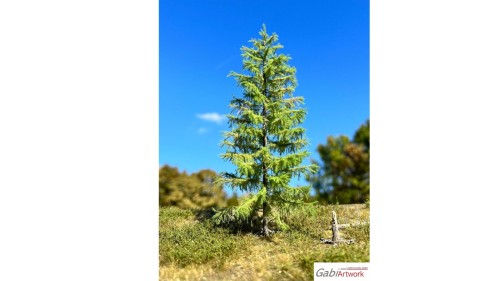 Europese lariks, Lente, 3/3, 13-15 cm