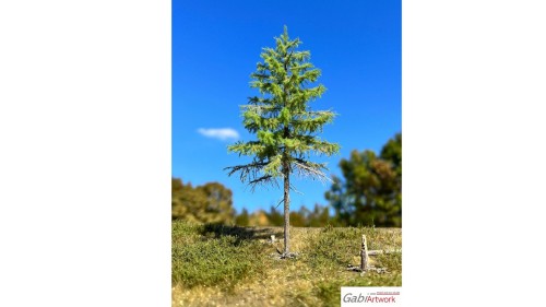 Europese lariks, Lente, 2/3, 19-21 cm