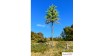 Europese lariks, Lente, 1/3, 19-21 cm