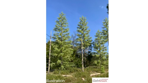Europese lariks, Lente, 1/3, 19-21 cm