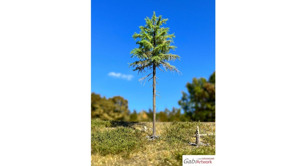 Europese lariks, Lente, 1/3, 22-24 cm