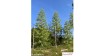 Europese lariks, Lente, 1/3, 28-30 cm