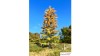 Europese lariks, Vroege herfst, 3/3, 13-15 cm