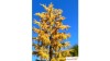 Europese lariks, Vroege herfst, 3/3, 13-15 cm