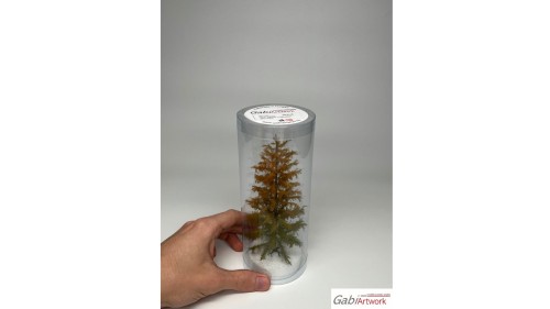 Europese lariks, Vroege herfst, 3/3, 13-15 cm