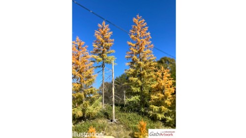 Europese lariks, Vroege herfst, 3/3, 16-18 cm