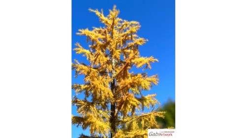 Europese lariks, Vroege herfst, 3/3, 19-21 cm