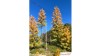 Europese lariks, Vroege herfst, 3/3, 19-21 cm